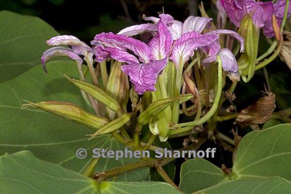 bauhinia macranthera 6 graphic